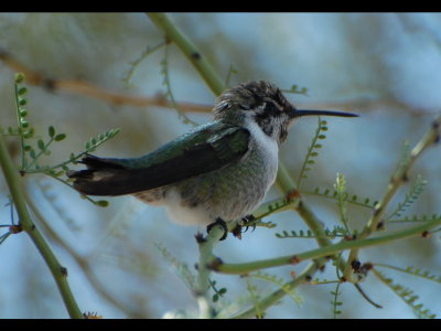 Hummingbird