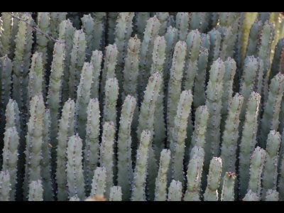 Euphorbia resinifera in garden at Tohono Chul Park, Tucson, AZ