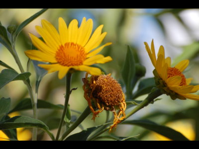 Yellow flowers