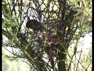 Verdin at a nest at Tohono Chul Park, Tucson, AZ