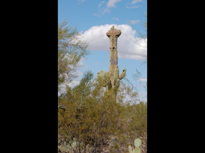 Crested saguaro at Tohono Chul Park, AZ