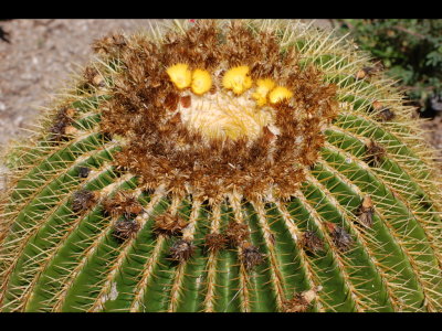 Flowering Golden Barrel Cactus
Echinocactus grusonii