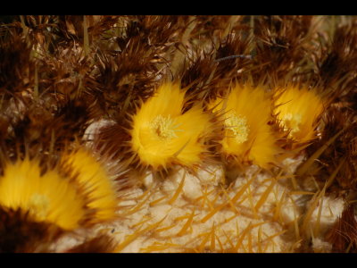 Golden Barrel Cactus flowers