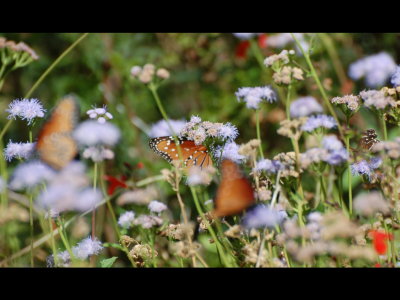 Queen butterflies on flowers