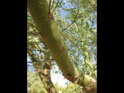 Green tree branch in Tohono Chul Park, AZ
