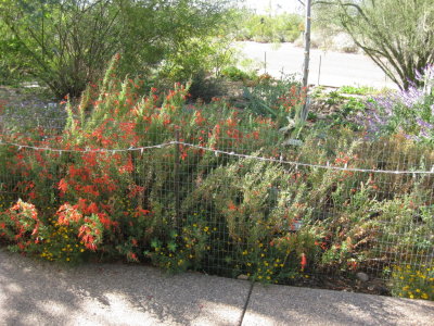 Colorful flowers along the pathway