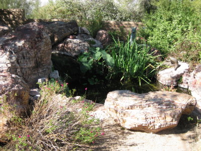 A small pond at Tohono Chul Park, AZ