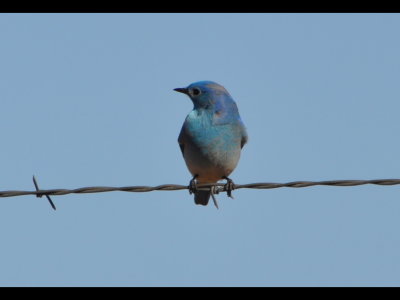 Mountain Bluebird on the road leading into American Horse Lake, OK, looking back over its shoulder