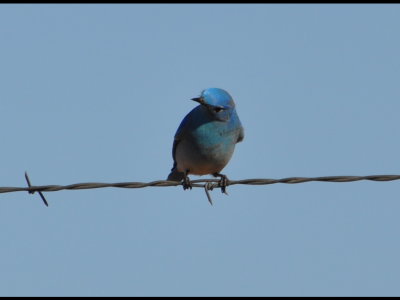 Mountain Bluebird looking for insects on the ground north of American Horse Lake, Blaine County, OK