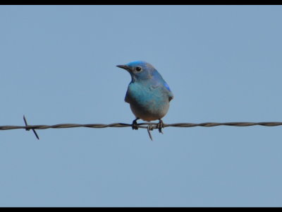 Mountain Bluebird, Blaine County, OK