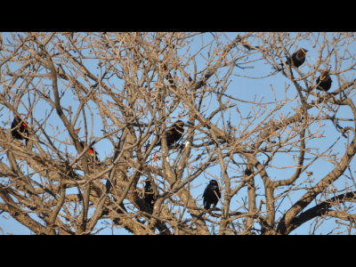 Red-winged Blackbirds, Brewer's Blackbird and Brown-headed Cowbirds on highway west of Geary, Blaine County, OK