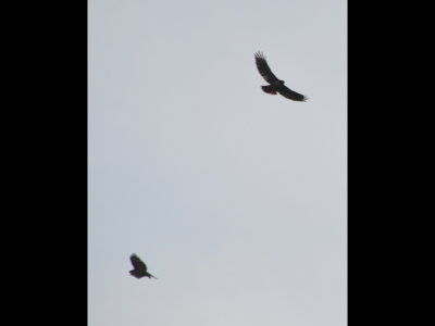 Red-tailed Hawks