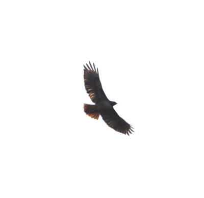 Red-tailed Hawk