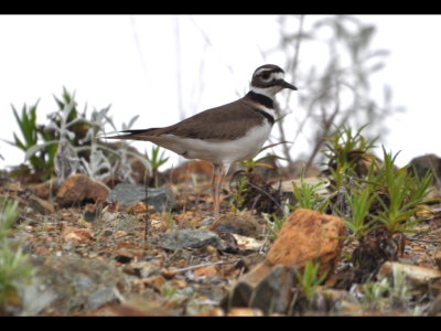 Killdeer