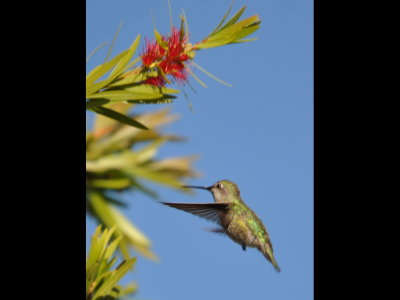 Hummingbird