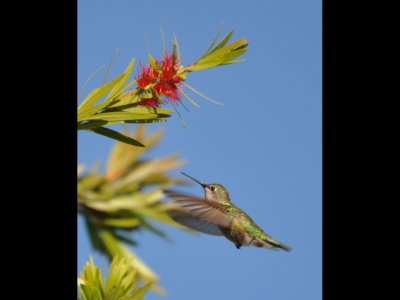 Hummingbird