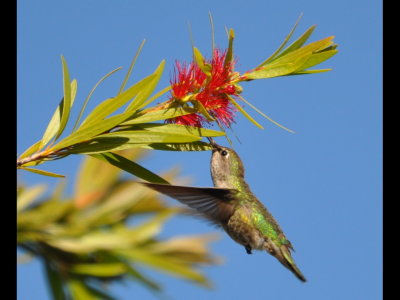 Hummingbird