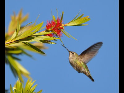 Hummingbird