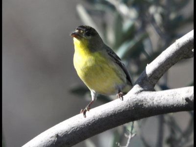 Lesser Goldfinch