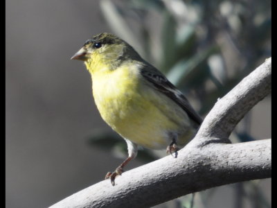 Lesser Goldfinch