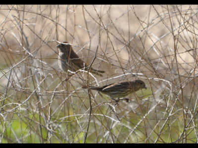 Song Sparrows