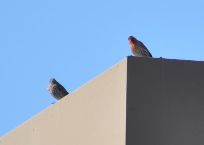 House Finches
