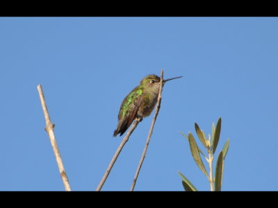 Hummingbird
