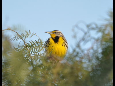 Western Meadowlark