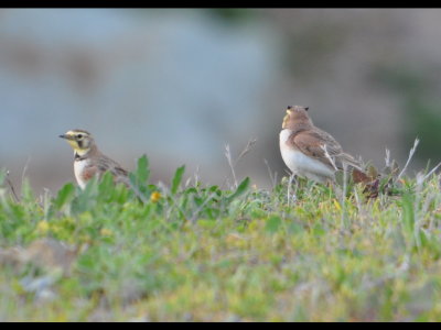 Horned Larks