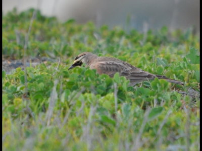 Horned Lark