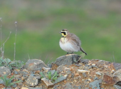 Horned Lark