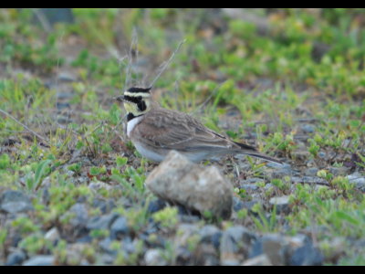 Horned Lark