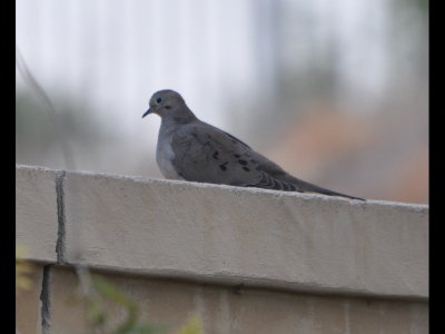 Mourning Dove