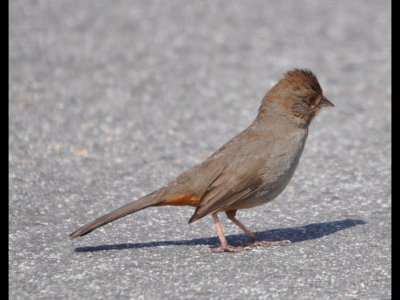 California Towhee
in the parking lot at Crystal Cove State Park