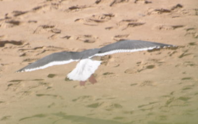Adult nonbreeding Western Gull