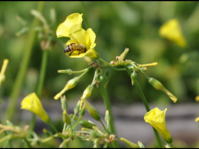 Honeybee (Apis mellifera) on yellow wildflower