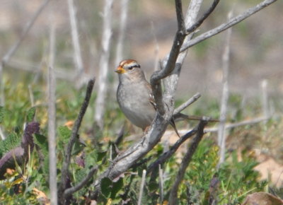 White-crowned Sparrow