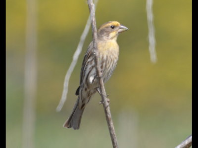 Yellowish House Finch