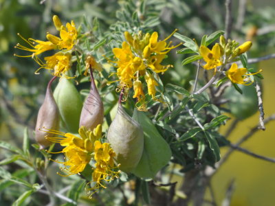 Yellow wildflowers with seed pods