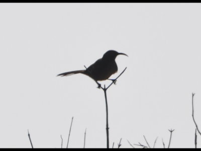 California Thrasher