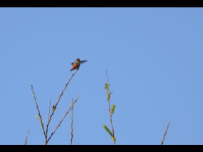 Back side of Allen's Hummingbird