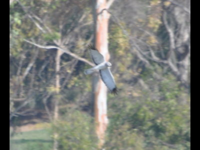 Male Northern Harrier