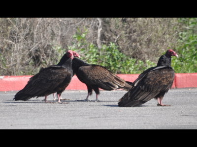 Turkey Vultures 
in the parking lot at Crystal Cove State Park