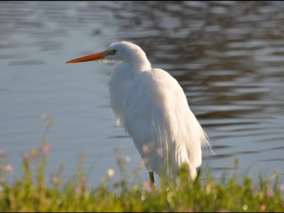 Great Egret at edge of roadside pond in San Marcos, CA.