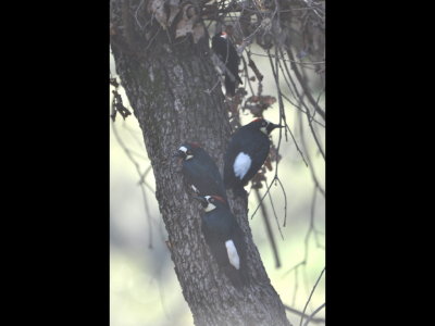 Four young? Acorn Woodpeckers
Hodges Lake, CA