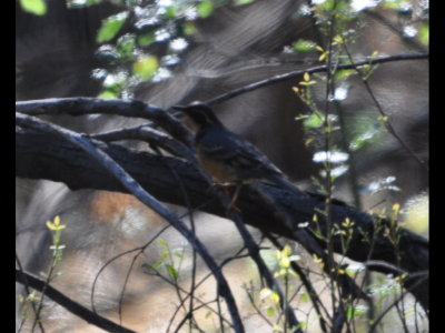 Varied Thrush
Above a creek running into Hodges Lake, CA