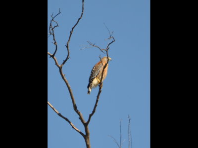 Red-shouldered Hawk
near a nest at Hodges Lake, CA
