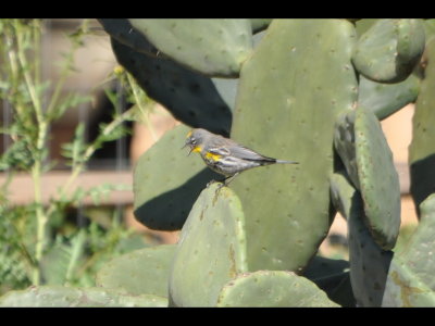 Yellow-rumped Warbler
singing on prickly pear cactus