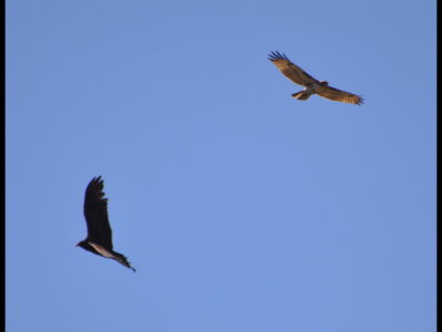 Vulture and Hawk sharing air space