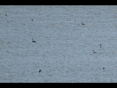 Grebes and Swallows
Hodges Lake, CA